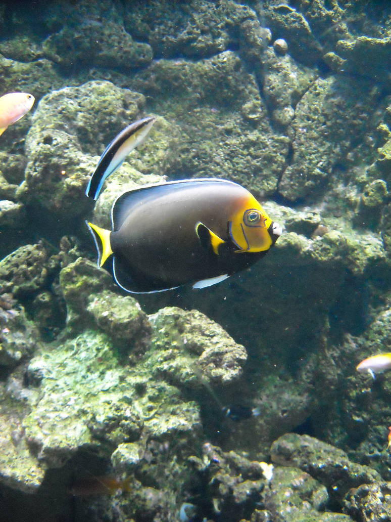 Vibrant faced fish by spasticgothchild on DeviantArt