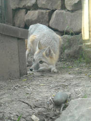 Playful fox