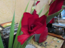 Gladiolus #5