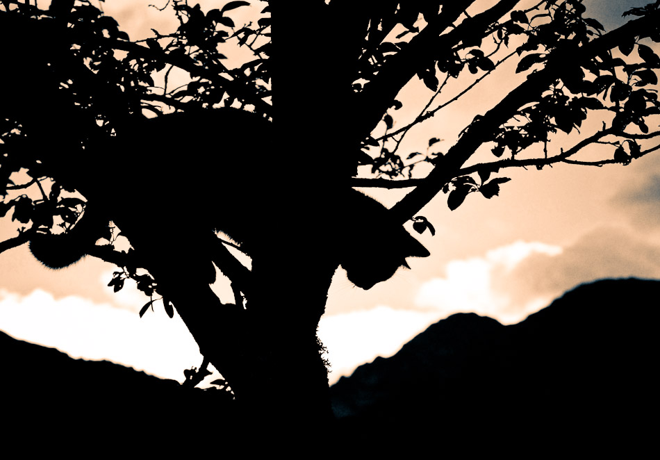 Tiger Cat in a Tree