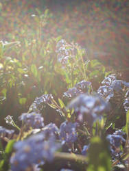 Forget-me-nots 1
