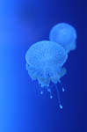 Jellyfish by RobinHedberg
