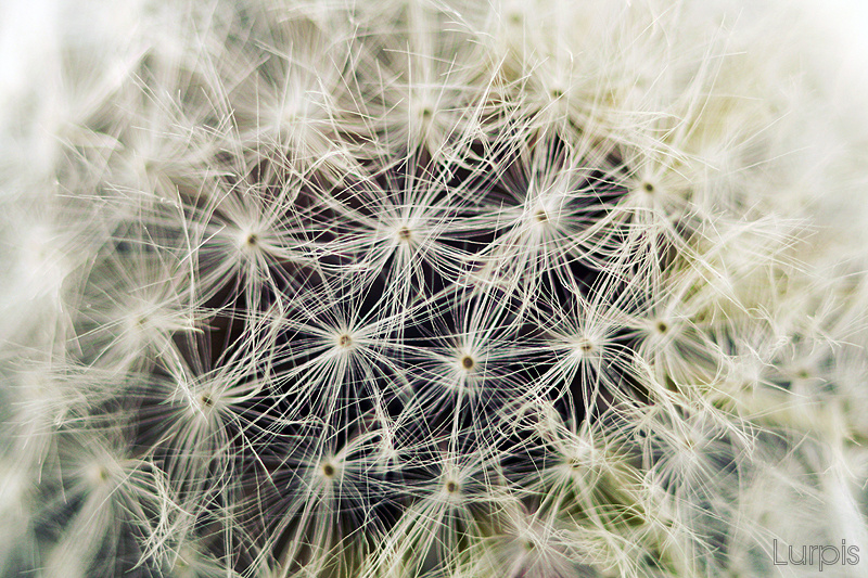 Dandelion III