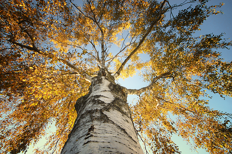 Majestic birch