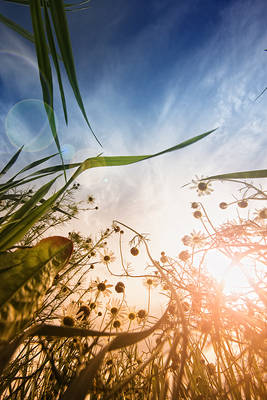 Nature from below II