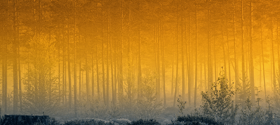 Forest in mist