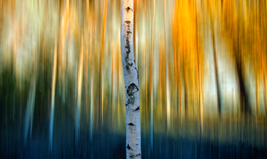 Birch