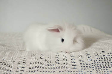 Lumi the bunny