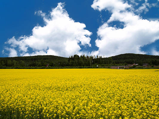 Yellow field