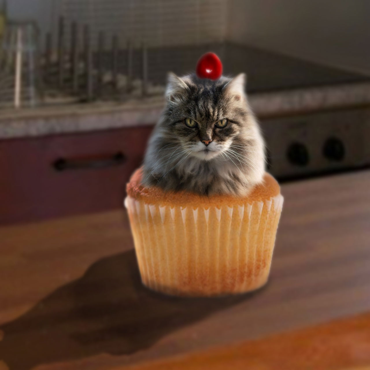 Catcake