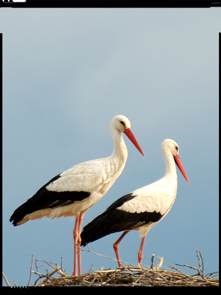 Storks IV