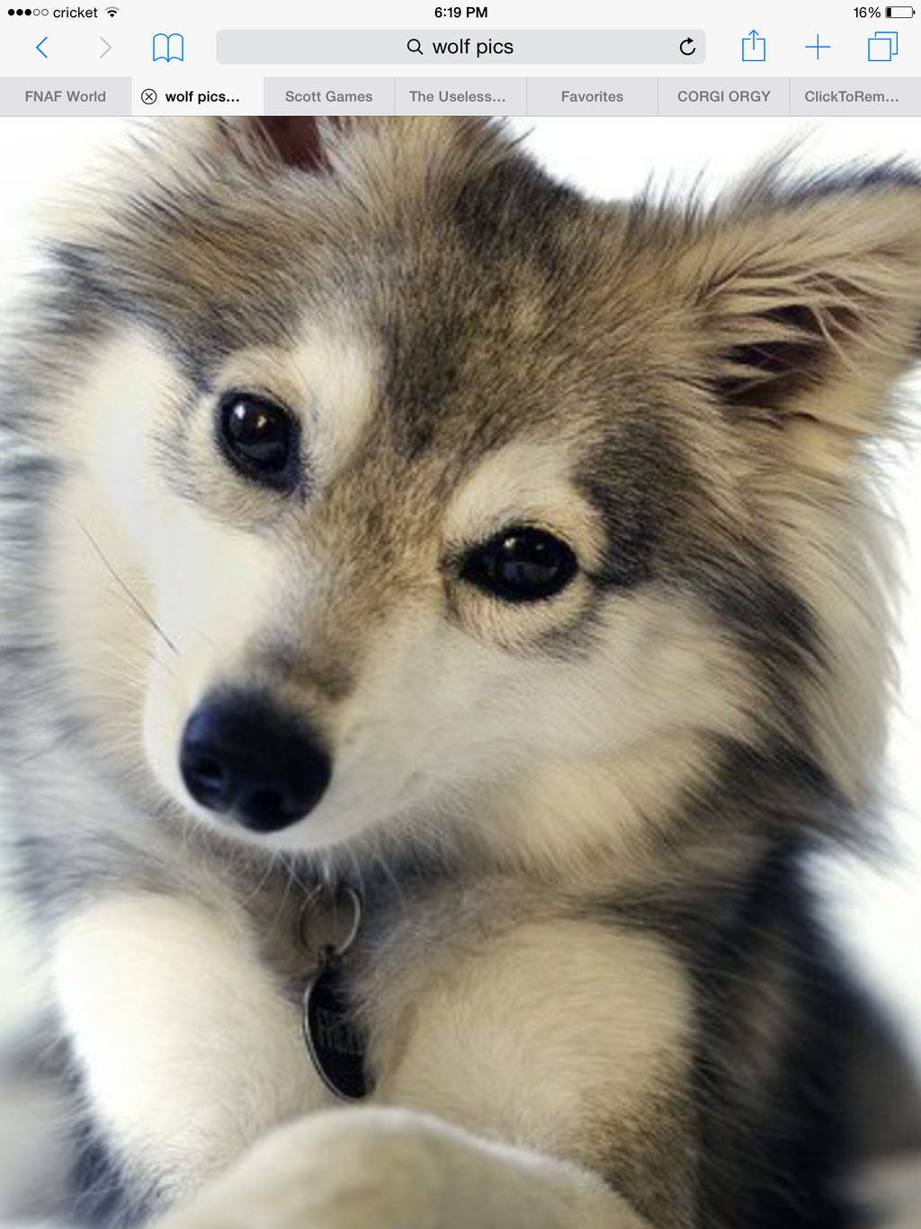 The cutest wolf you will ever see by wolfydash12 on DeviantArt