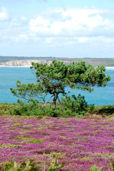 COLOR OF FRENCH WEST COAST