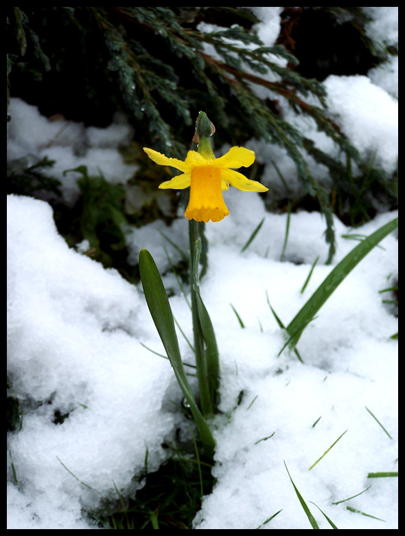 Cold Daffodil