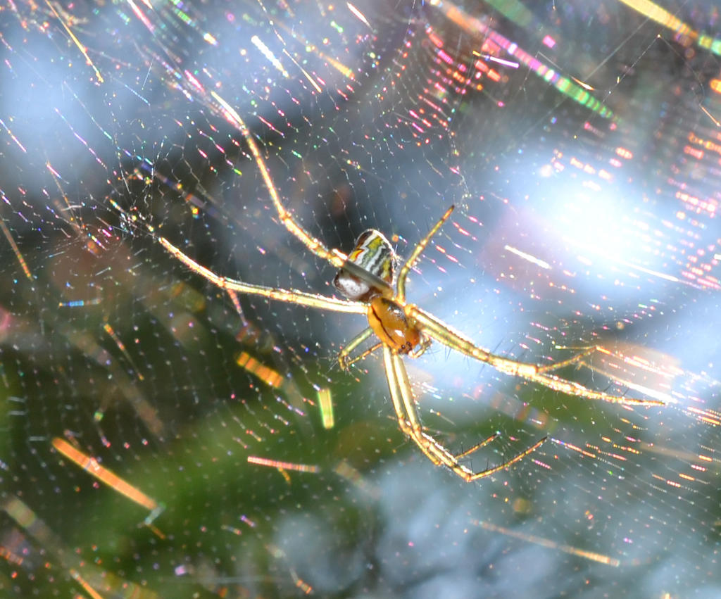 Spider Sun Web