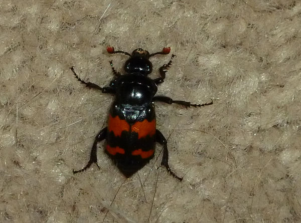 Scary Beetle 2 by the-only-nighthawk on DeviantArt