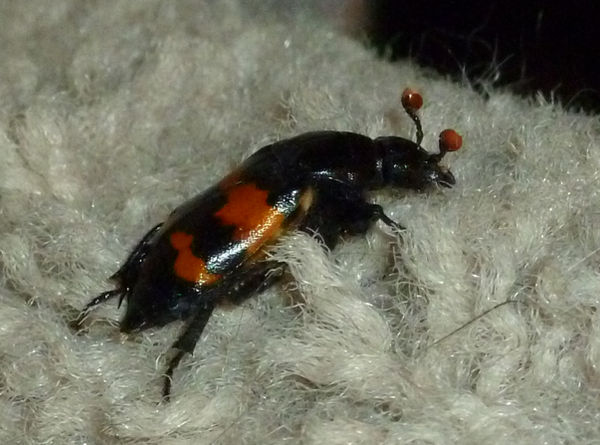 Scary Beetle 4 by the-only-nighthawk on DeviantArt