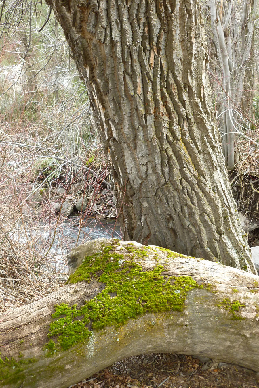 Lichens and Moss 5