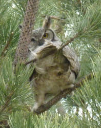 One Eyed Great Horned Owl