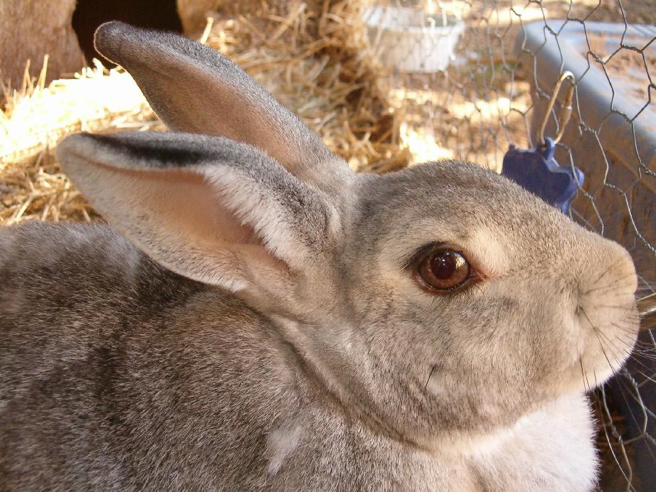 Suzie da bunbun