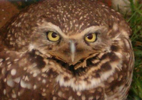 Burrowing Owl- fave of the day