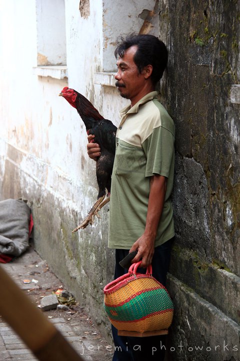 bapak dan ayamnya