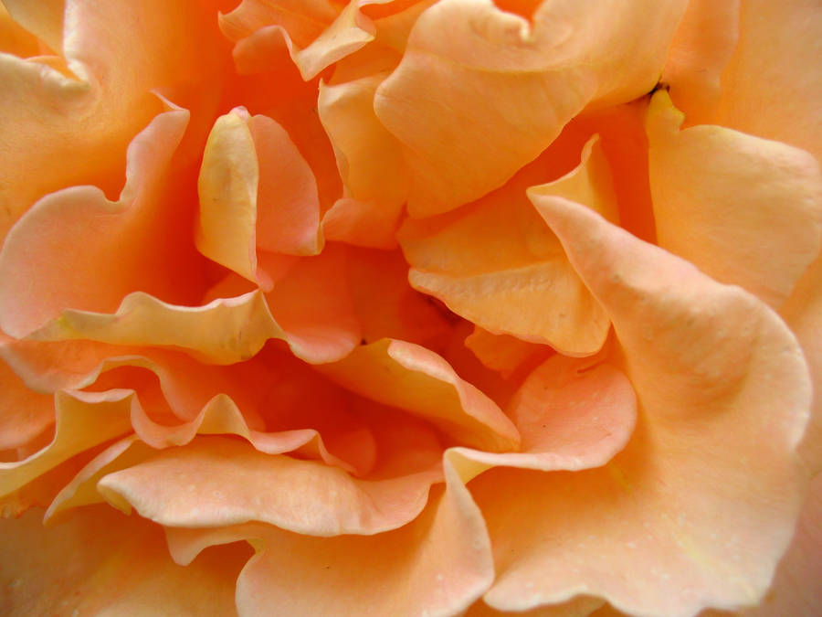 texture 53 by Margotka
