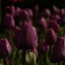 gothic spring