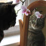 My cat 16