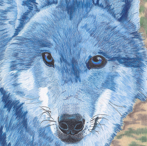 Blue Wolf