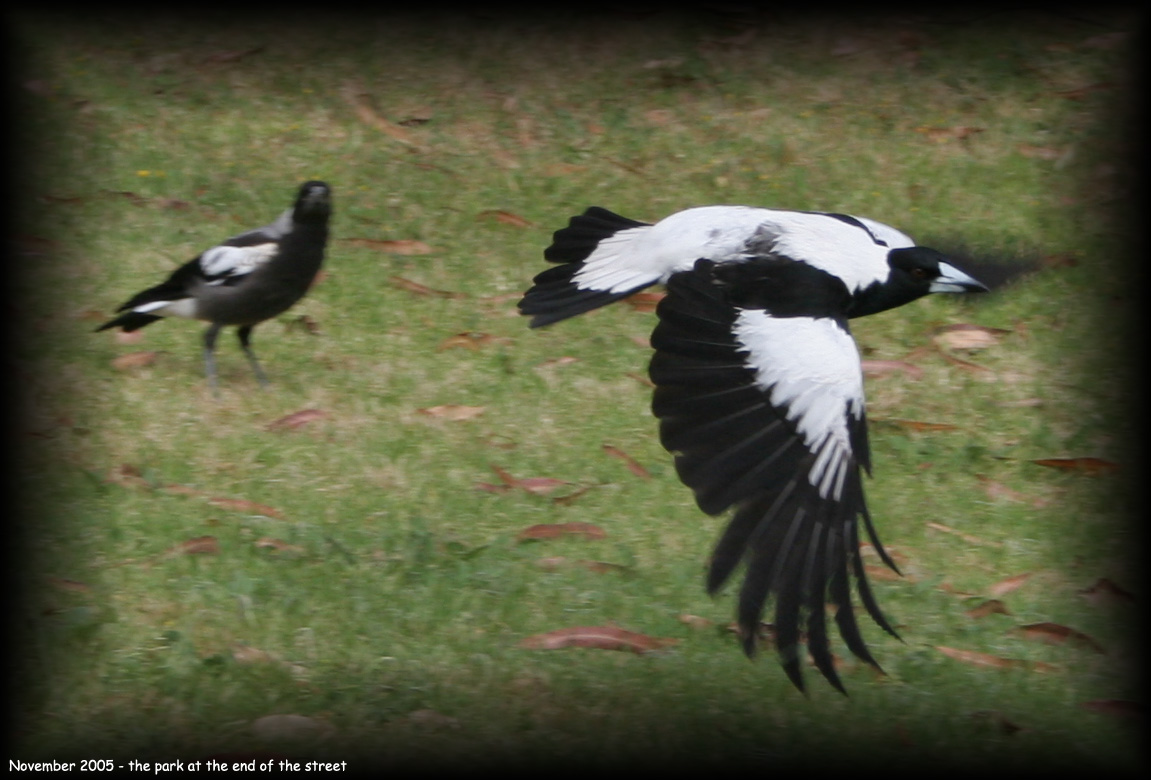 Magpie in flight - Nov 2005