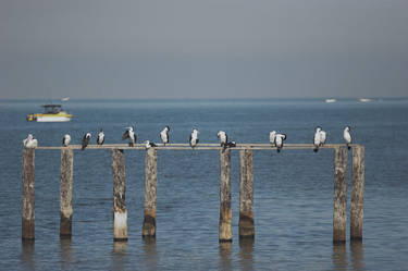 Cormorants