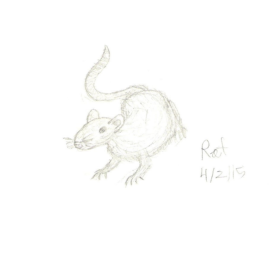 Rat