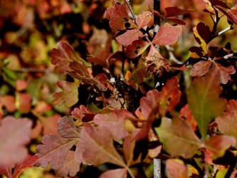 Autumn Leaves