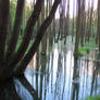 Swamp #1 exterior #00003 - CC Free Stock