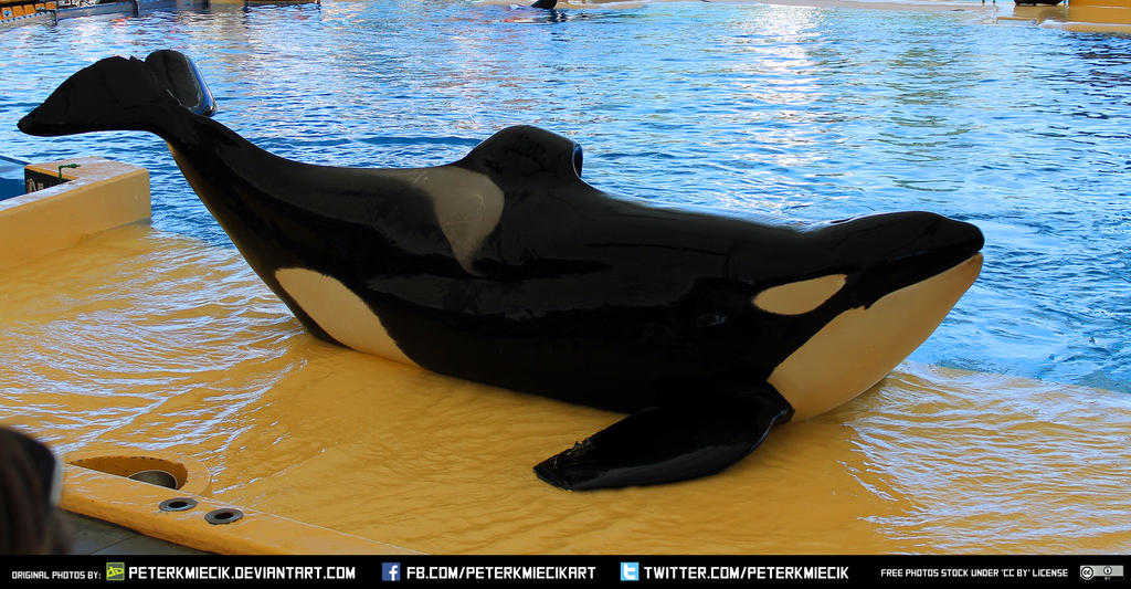 Free Stock Orca Pool Sea Aquatic Animal Water by PeterKmiecik on DeviantArt