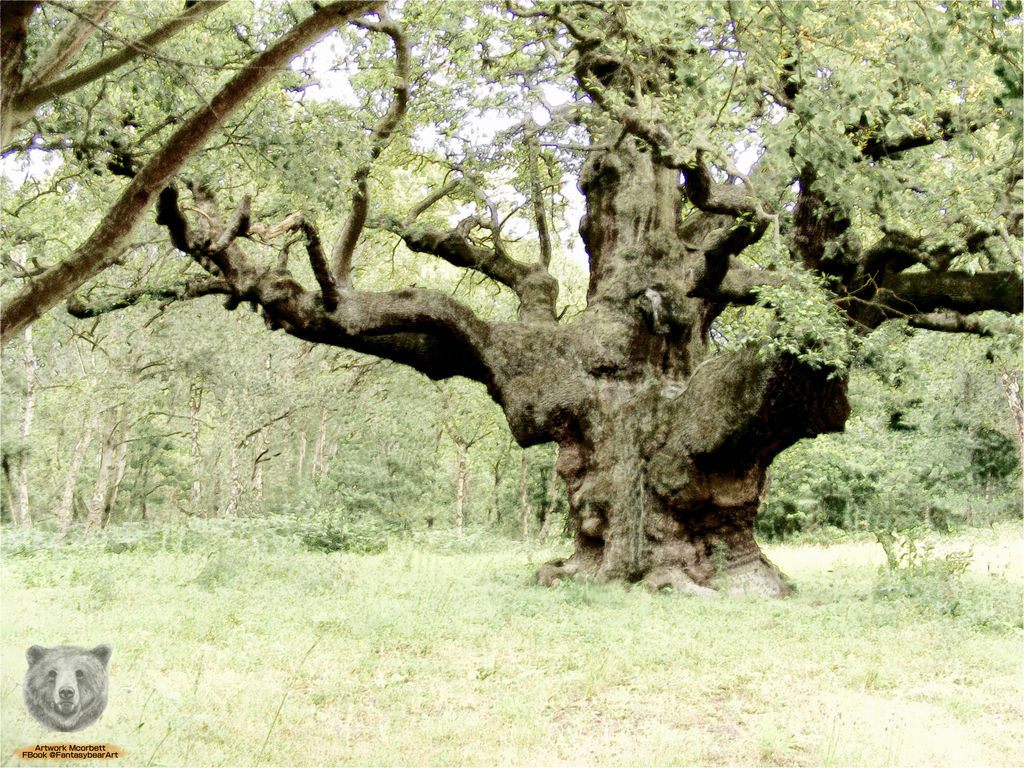 OakTree.2018.ColorPencil by FantasyBearArt on DeviantArt