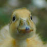 Ducktrait II