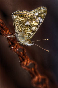 Butterfly on a chain - HDR