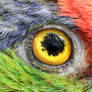Parrot eye II
