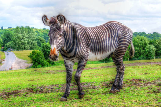 Zebra HDR