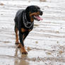 Beach Rottie