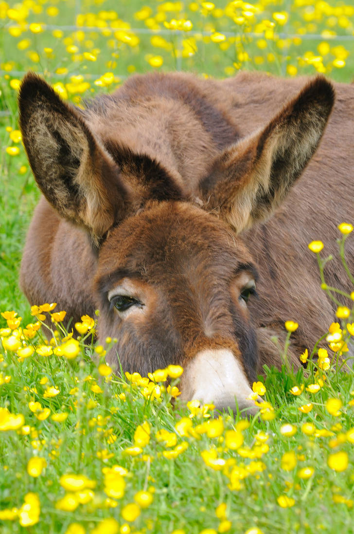 Buttercup Bed