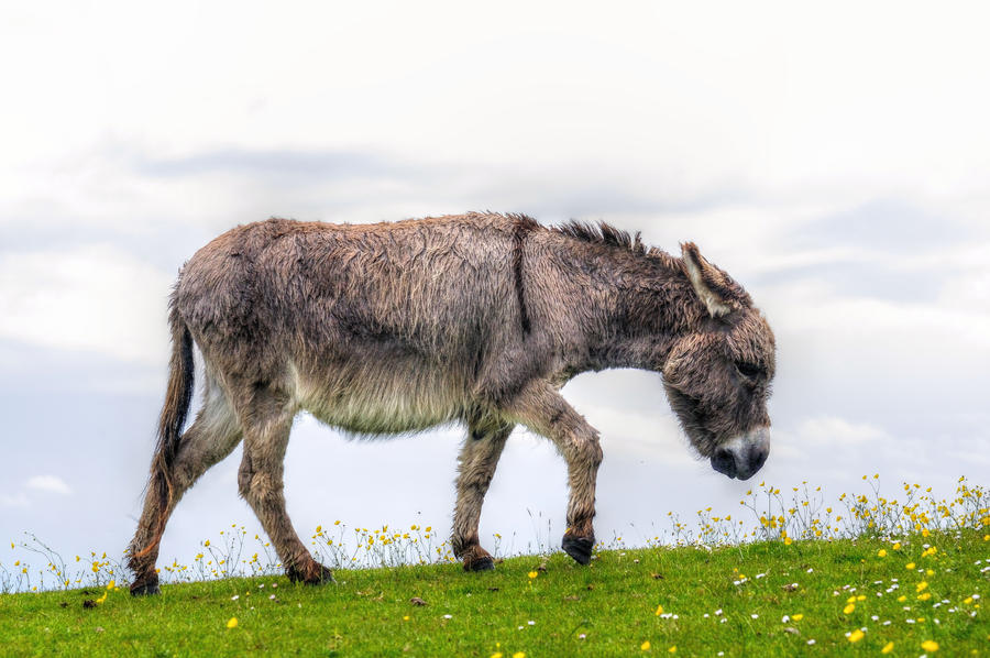 Trudge by teslaextreme on DeviantArt