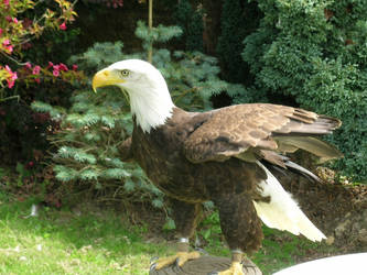 Helga the Bald Eagle