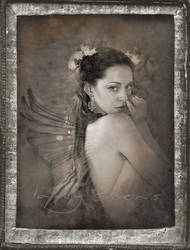 Antique Angels II Daguerreotypes