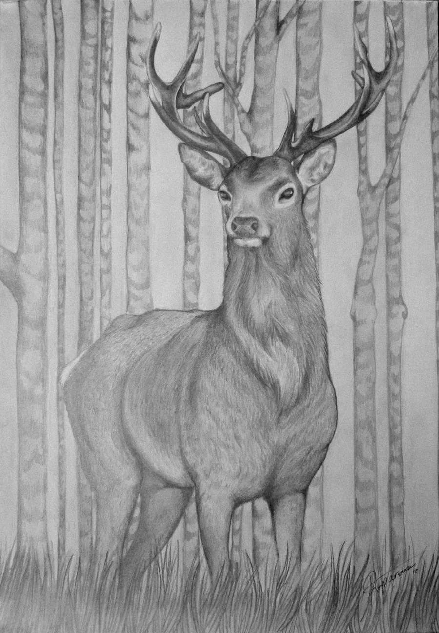 A3 Stag Drawing