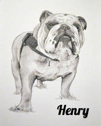 Commission: Henry the English Bulldog