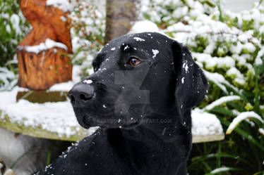 Molly in the Snow #1