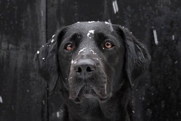 Molly in the Snow #2